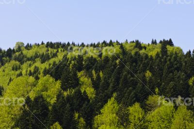 Forest background