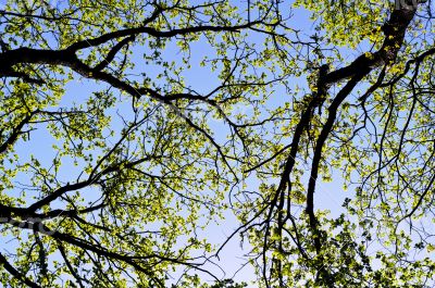 Tree foliage against blue sky