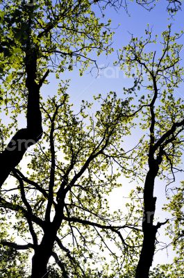 Tree foliage against blue sky