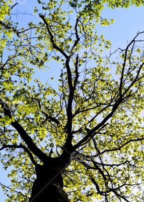 Tree foliage against blue sky