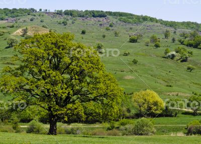 Tree on green field