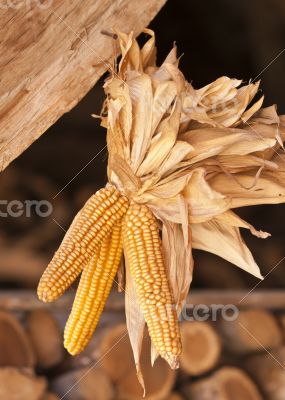Dried corn cobs