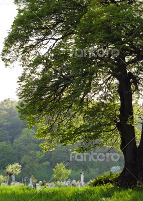 Countryside cemetery with green grass and trees