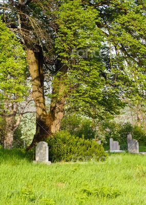Countryside cemetery with green grass and trees