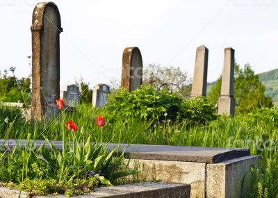 Countryside cemetery with red tulips