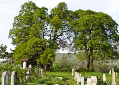 Countryside cemetery with green grass and trees