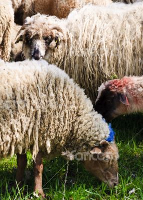 Sheep from Transylvania