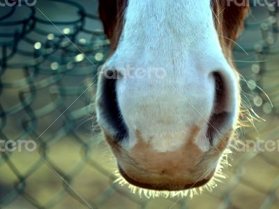 Horse muzzle 