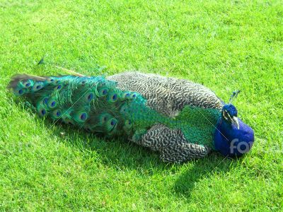 Peacock on Lawn