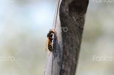 Wasp Climbing V1