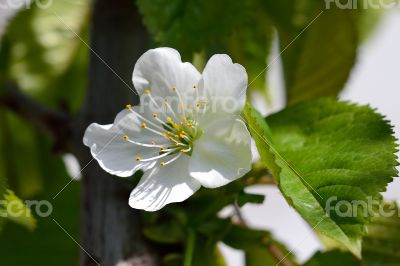 White Flower