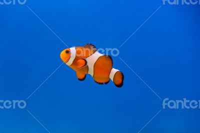 Clown fish