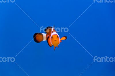 Clown fish