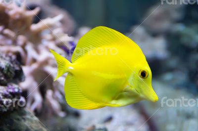 Zebrasoma yellow tang fish