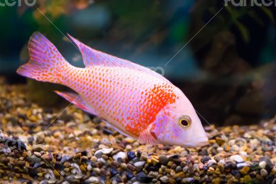 Aulonocara fish