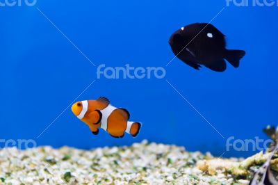 Aquarium fish