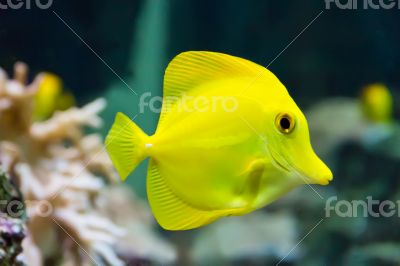 Zebrasoma yellow tang fish