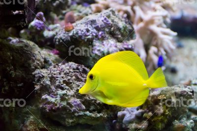 Zebrasoma yellow tang fish