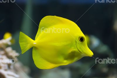 Zebrasoma yellow tang fish