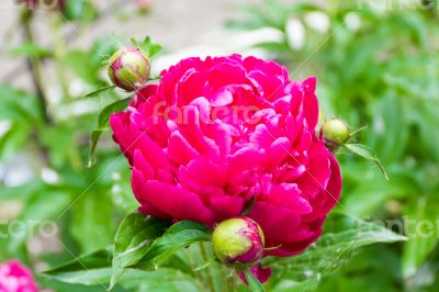 Pink peony on green background
