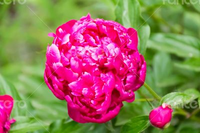 Pink peony on green background
