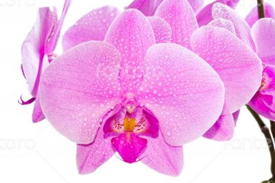 Orchid