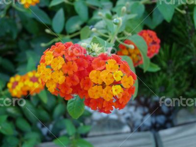 Orange flowers