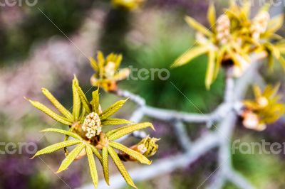 Chestnut flower buds
