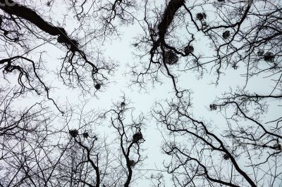 Silhouettes of bare trees with mistletoes