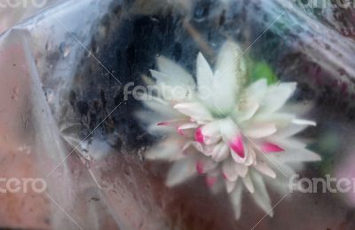 Artificial flowers thrown away in polyethylene