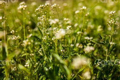 Meadow with shepherd`s-purse flowers