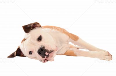 Old English Bulldog lying on a white background