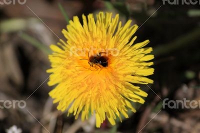 A bee on a flower