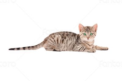A Tabby Kitten on White