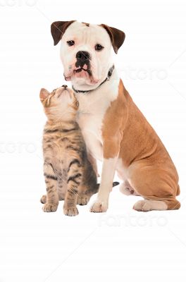 A kitten and dog on white