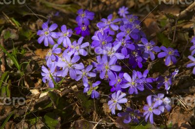 Snowdrops flowers lilac color of spring grass.