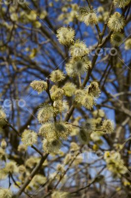 Fluffy soft willow buds in early spring.