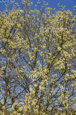 Fluffy soft willow buds in early spring.