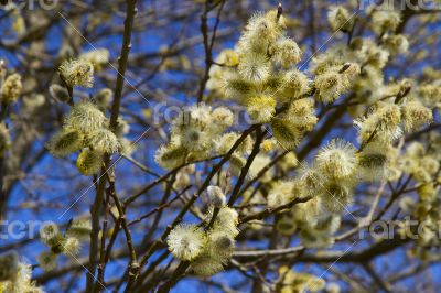Fluffy soft willow buds in early spring.