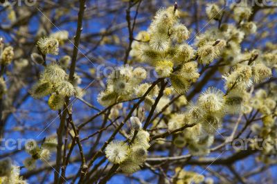 Fluffy soft willow buds in early spring.