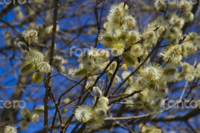 Fluffy soft willow buds in early spring.