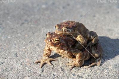 Two frogs. One sits on the other. Frogs crawl through asphalted 