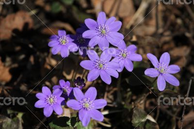 Snowdrops flowers lilac color of spring grass.