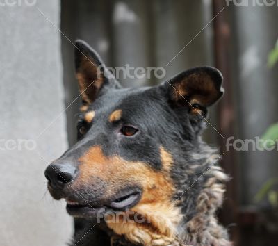 Portrait of mature dog sitting on the backyard