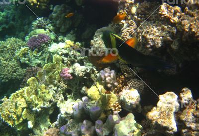 Tropical exotic fish in the Red sea. Cheilinus lunulatus