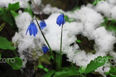 First Spring Flowers growing in the forest