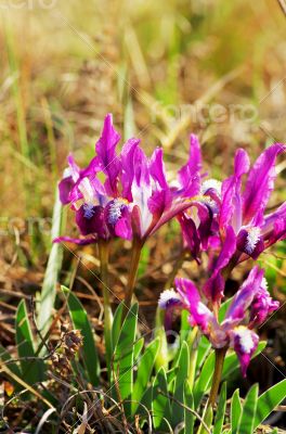 Close-up of violet wild iris