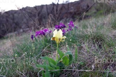 Wild yellow  iris flower growing in nature