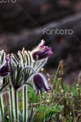 Pasque-flower growing in nature on sunset, macro spring floral b