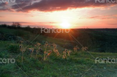 Pasque-flower growing in nature on sunset, macro spring floral b